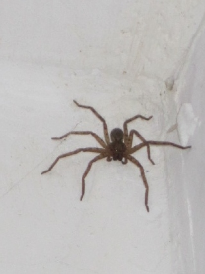"Bob-Ji" my pet spider in Simla. don't be scared, he guarded my bathroom well!
